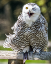Fauna